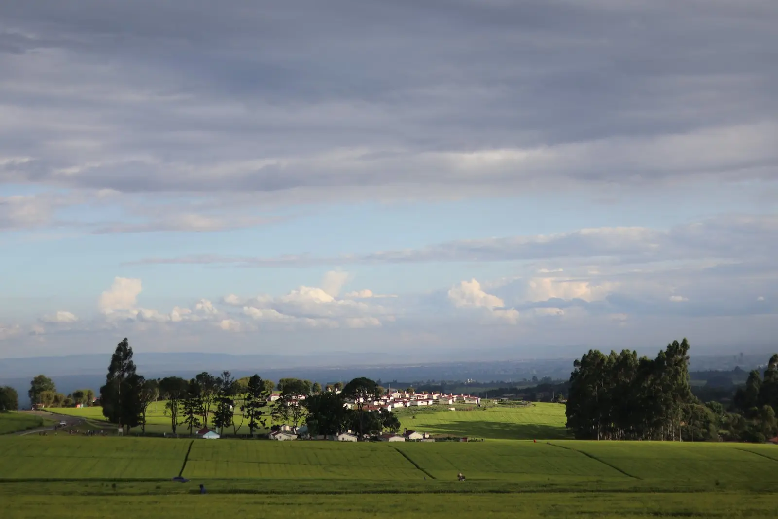 Rolling green tea fields under a wide sky in Kericho