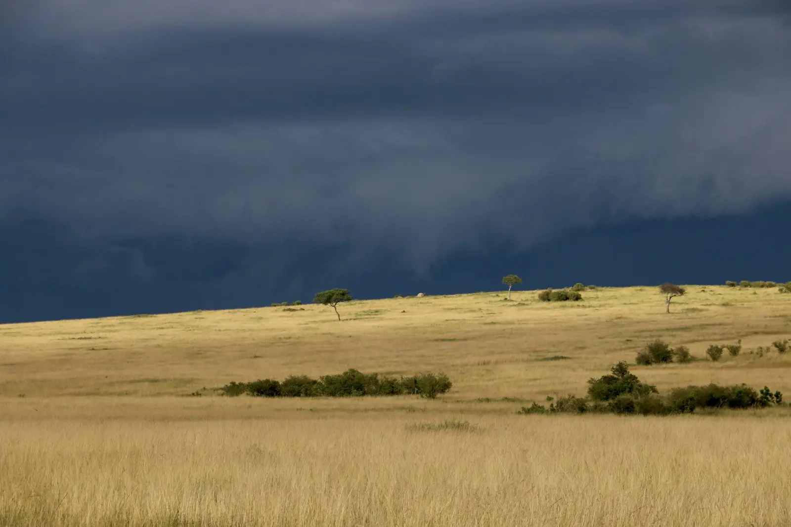 Storm clouds over dry grassland with scattered acacia trees